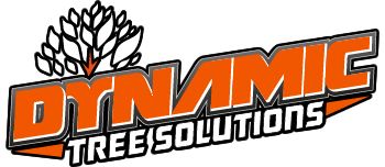 Dynamic Tree Solutions | Tree Lopping & Removal Services in Brisbane