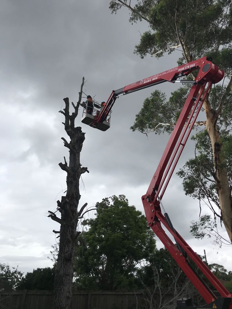 Dynamic Tree Solutions - Expert Dangerous Tree Removal Services