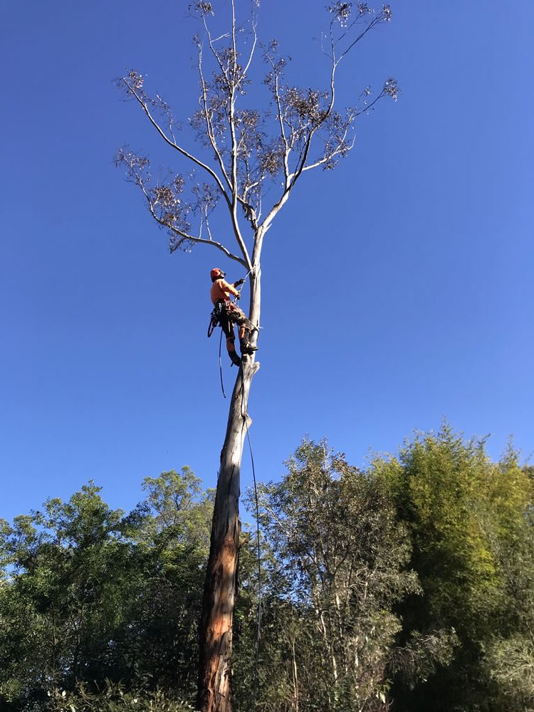 Brisbane Residential Tree Services | Tree Loppers | Tree Removal Brisbane