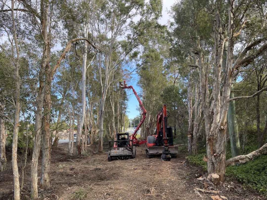 A newly established koala corridor by Dynamic Tree Solutions