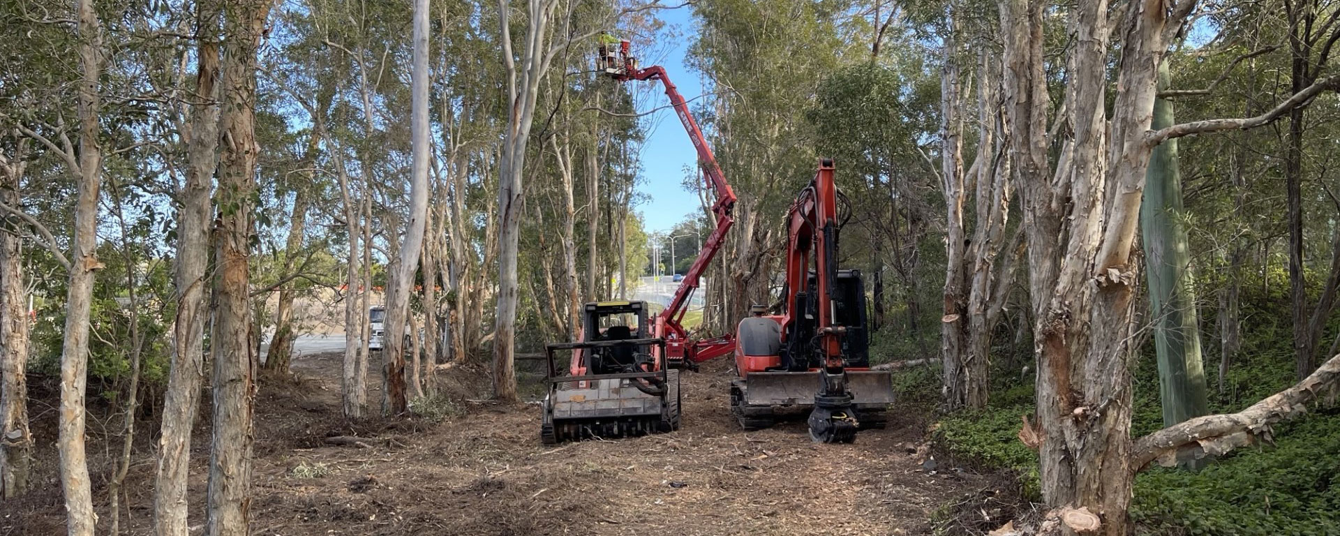 A newly established koala corridor by Dynamic Tree Solutions