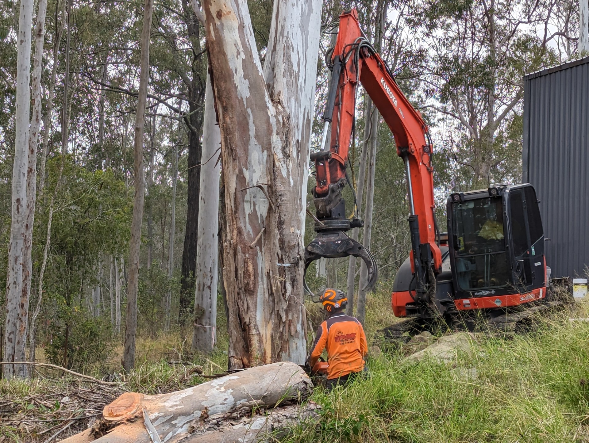 Tree Services Logan 2026 — Expert Removal, Lopping & Arborist