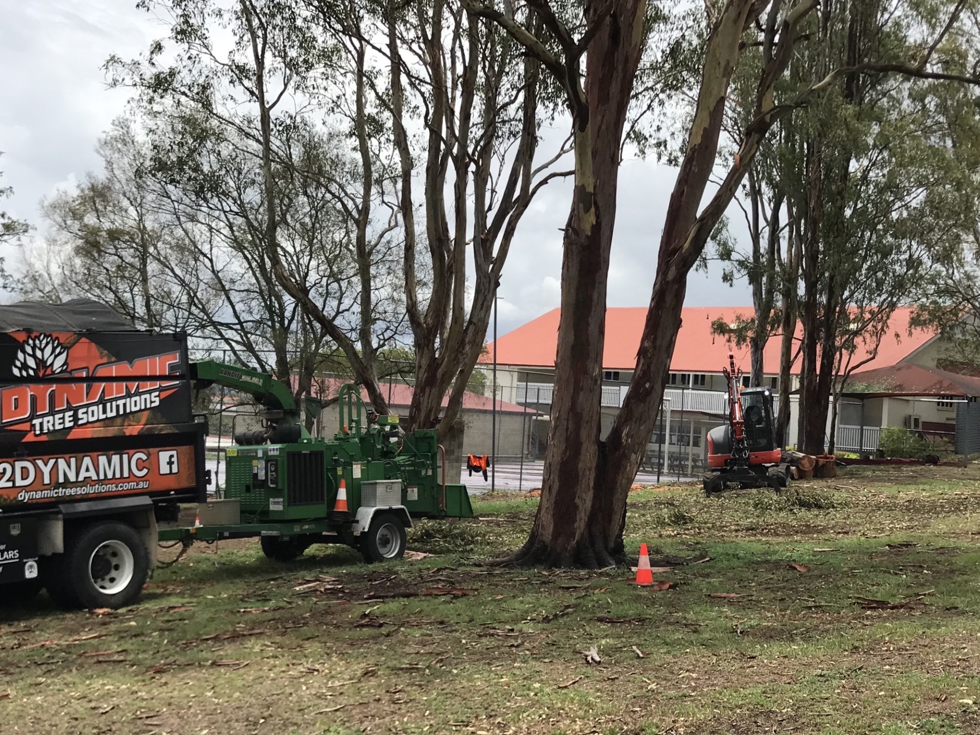 Professional Tree Services for Schools - Enhancing Green Spaces