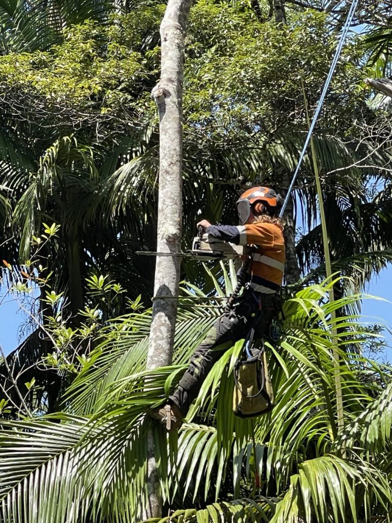 Professional arborists from Dynamic Tree Solutions safely removing a residential tree with a crane in Jimboomba.