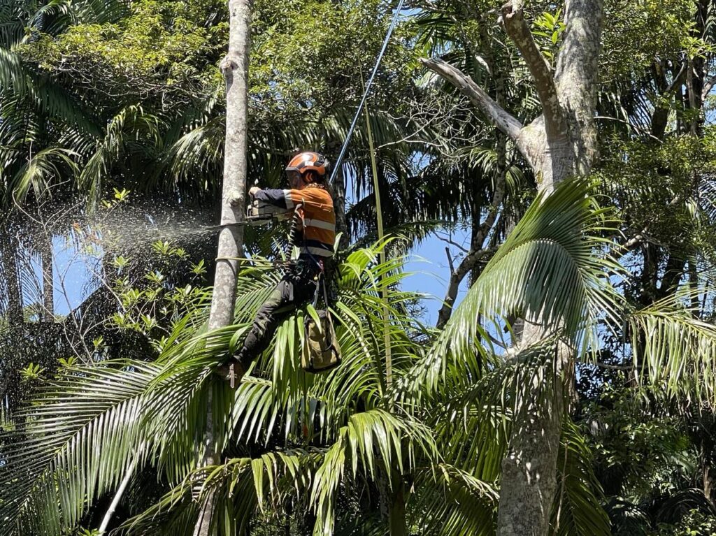 Tree lopper from Dynamic Tree Solutions safely removing a residential tree in Greenbank.