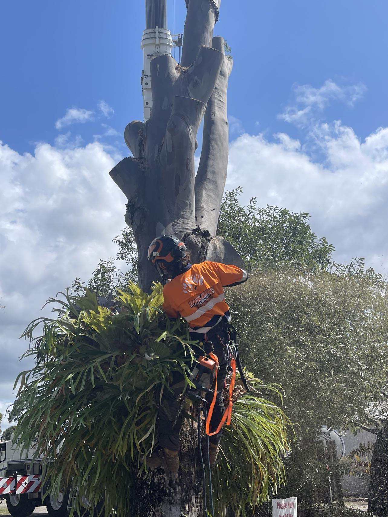 Tree lopper from Dynamic Tree Solutions safely removing a large tree in Logan Village.