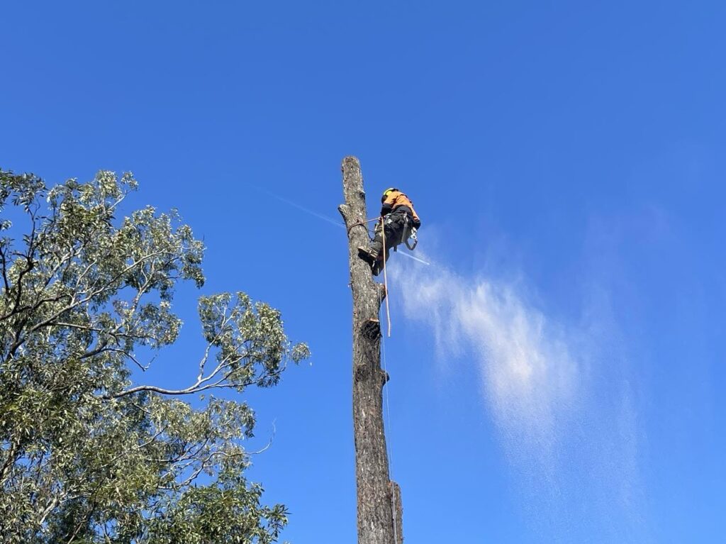 Tree lopper from Dynamic Tree Solutions safely removing a hazardous tree at a residential property in Munruben.