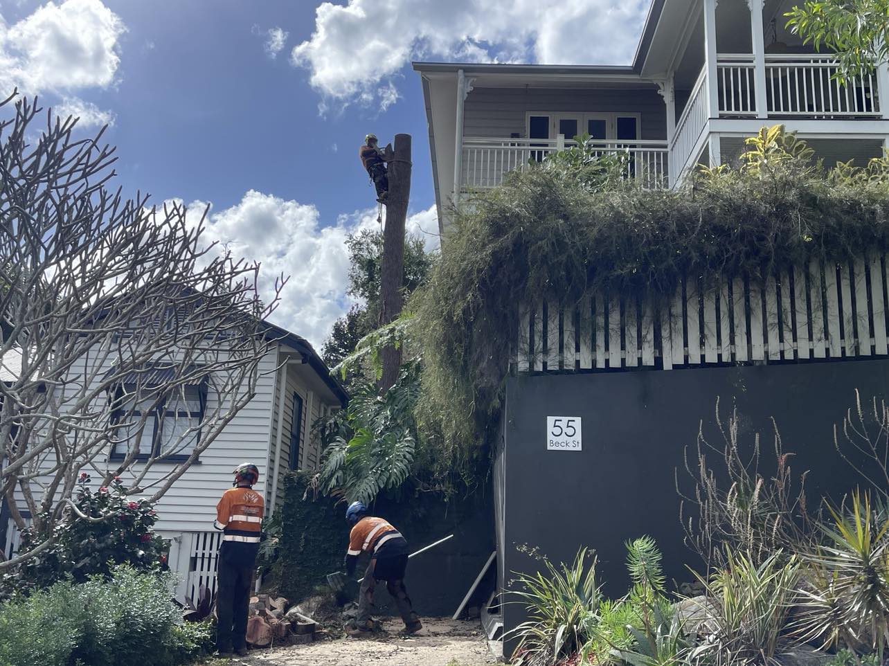 Cert 3 tree lopping arborist from Dynamic Tree Solutions removing a silky oak tree near a home in Camira.