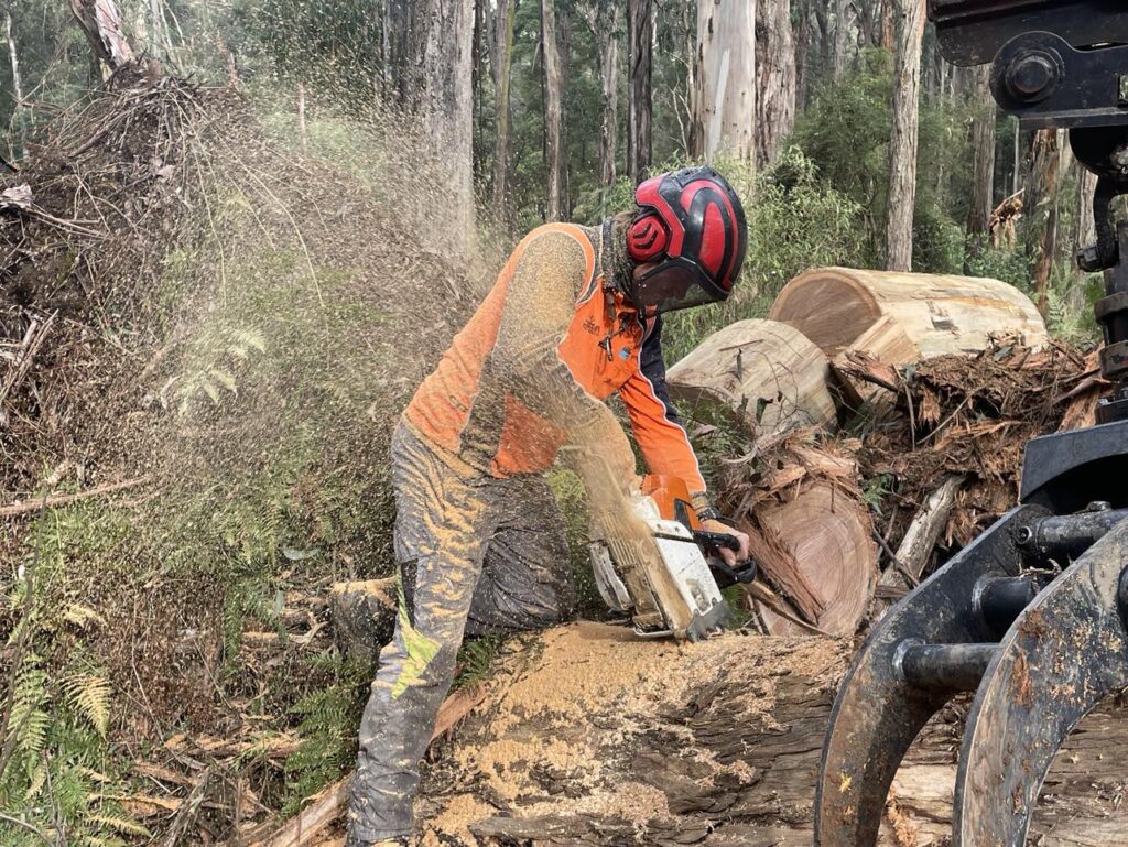 Cert 3 tree lopping arborist from Dynamic Tree Solutions removing large eucalyptus logs with excavator assistance in Browns Plains.