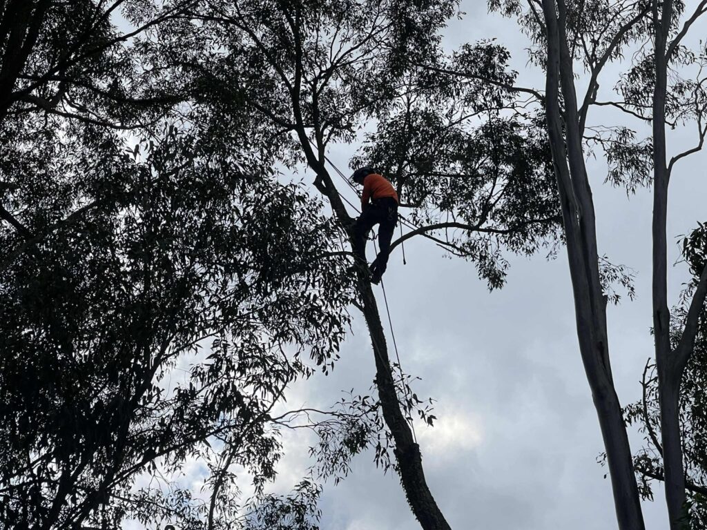 Skilled arborist from Dynamic Tree Solutions pruning a mature ironbark tree in Munruben.