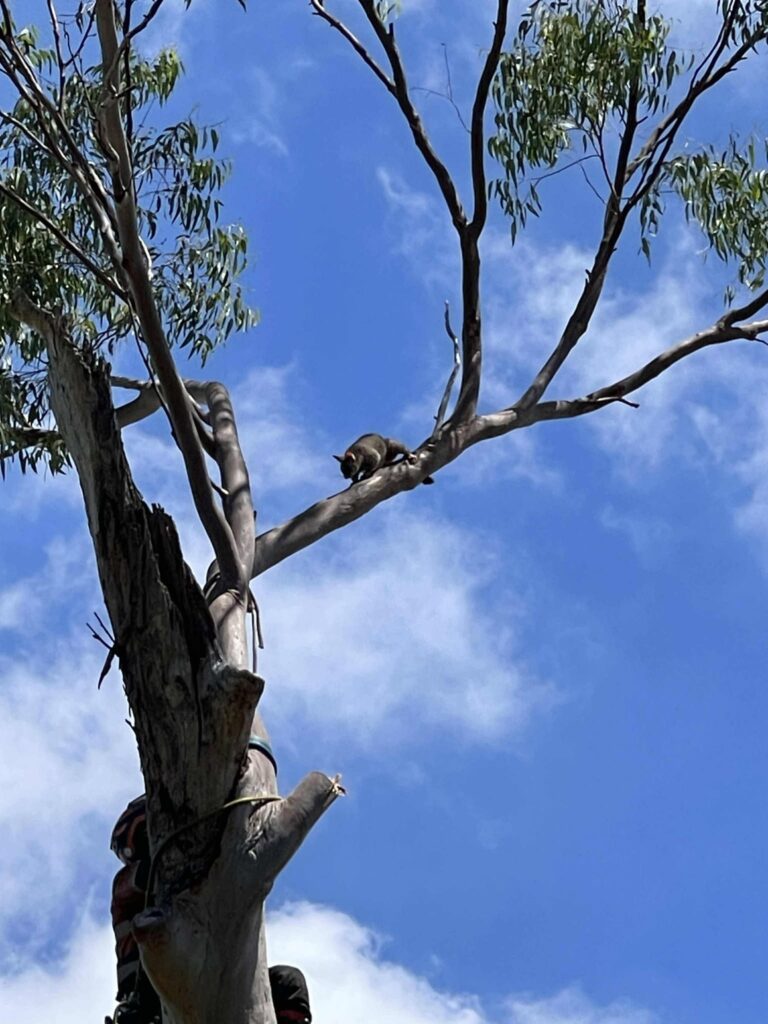 A large Eucalyptus gum tree in Springfield Lakes, showing professionally maintained dead wood sections, natural wildlife habitats, and thriving native fauna.