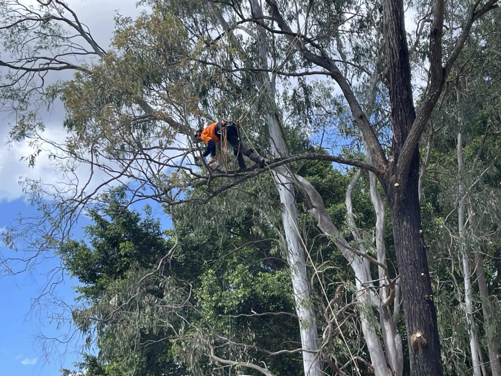 A qualified arborist from Dynamic Tree Solutions meticulously pruning an iron bark tree in Greenbank.