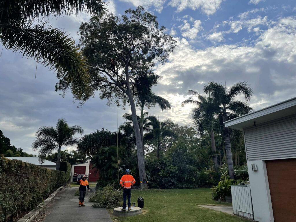 Highly trained Cert 3 arborists from Dynamic Tree Solutions carefully trimming a mature tree in Flagstone.