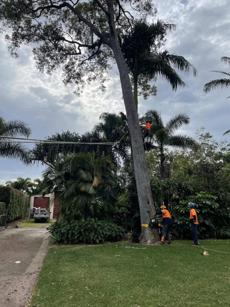 A Cert 3 tree lopper from Dynamic Tree Solutions trimming and pruning a mature Bloodwood tree in Greenbank.