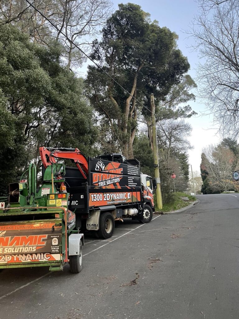 Dynamic Tree Solutions’ qualified cert 3 operators with Isuzu truck, Bandit wood chipper, and Kubota excavator in Spring Mountain.