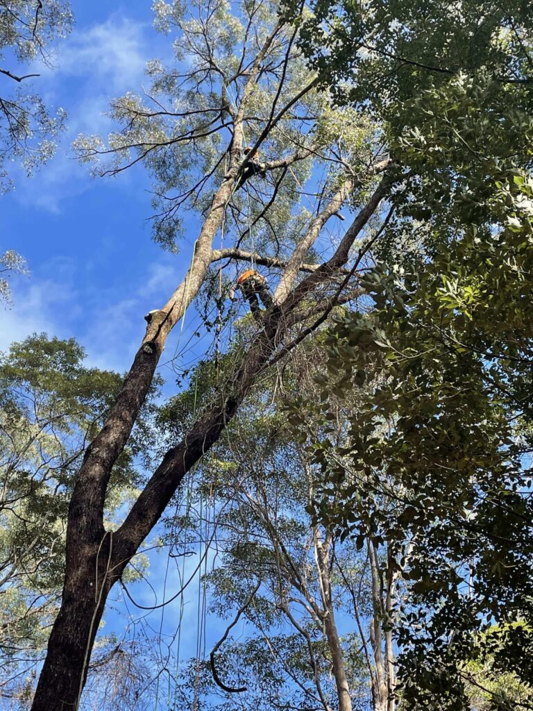 Cert 3 qualified climbing arborist from Dynamic Tree Solutions pruning a mature eucalyptus ironbark in New Beith.