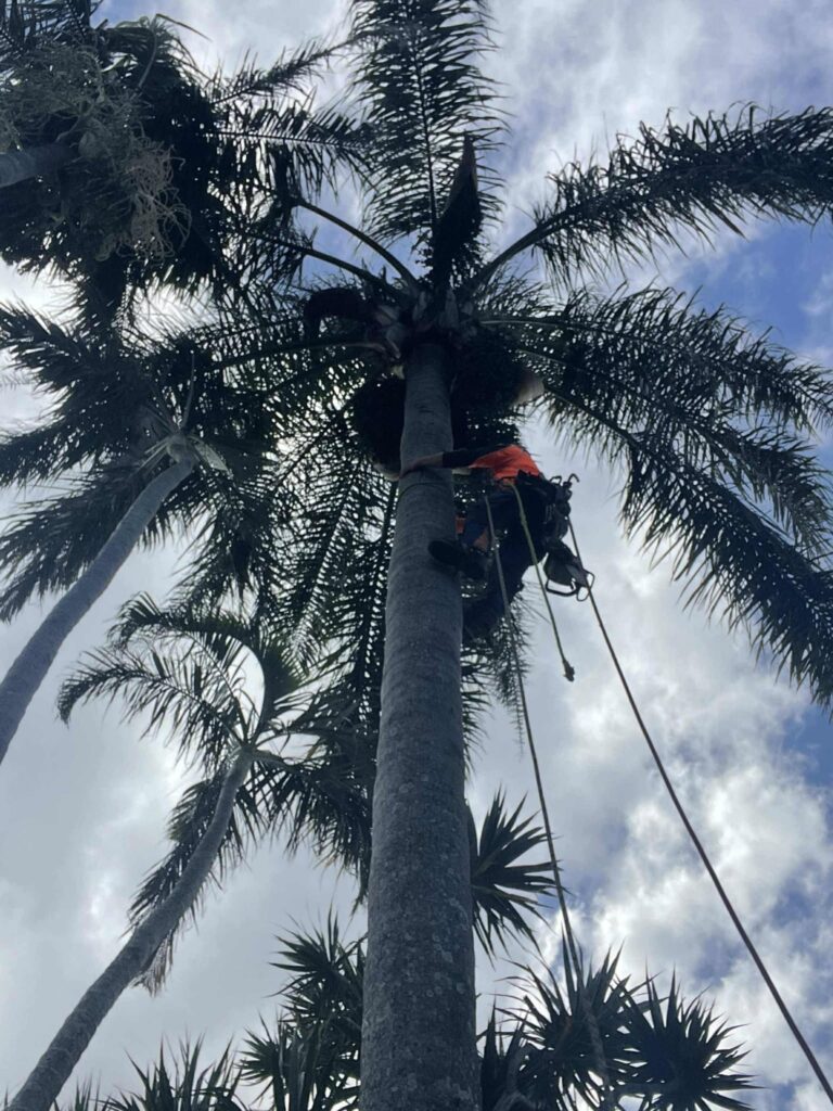 Level 3 certified arborist from Dynamic Tree Solutions trimming and pruning a residential palm tree in Springfield Lakes.