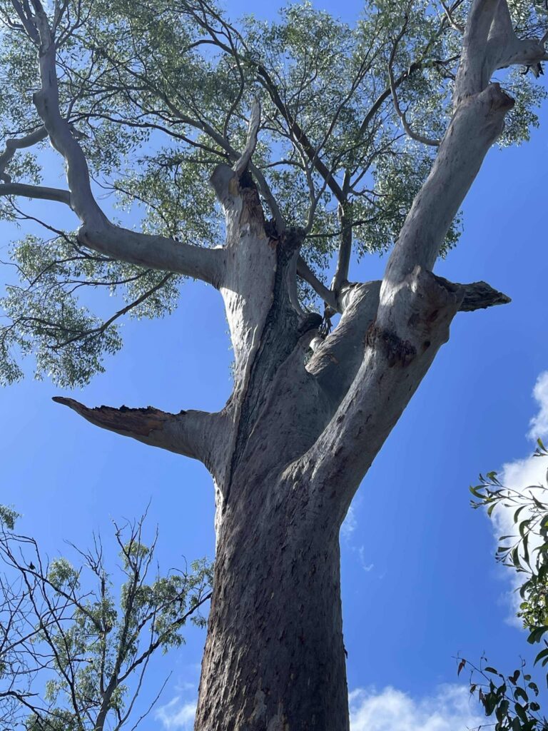 A mature Eucalyptus gum tree in Springfield, showing sections of deadwood and natural habitats, highlighted for professional maintenance work by Dynamic Tree Solutions.