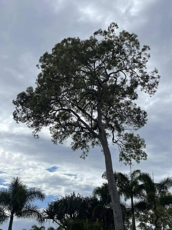 Dynamic Tree Solutions crew on site