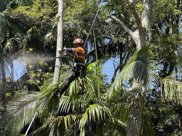 Tree Lopping and Removal Services in Brisbane