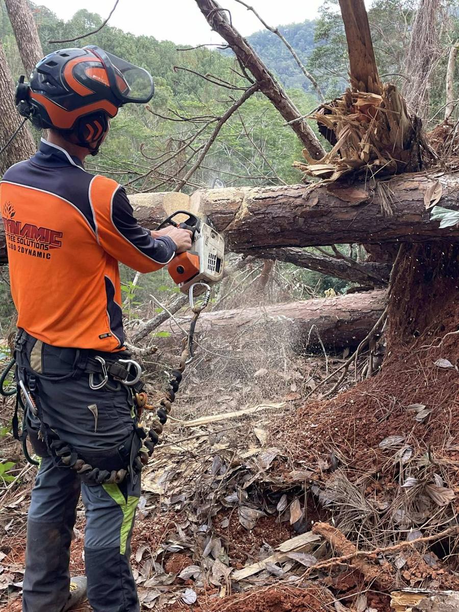 Arborist cutting a storm-fallen gum trunk on an acreage slope, Brisbane south side