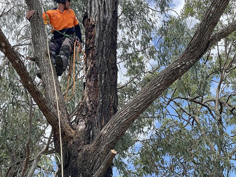 Arborist in a climbing harness working in the fork of a large gum, fresh pruning cut below, south-east Queensland