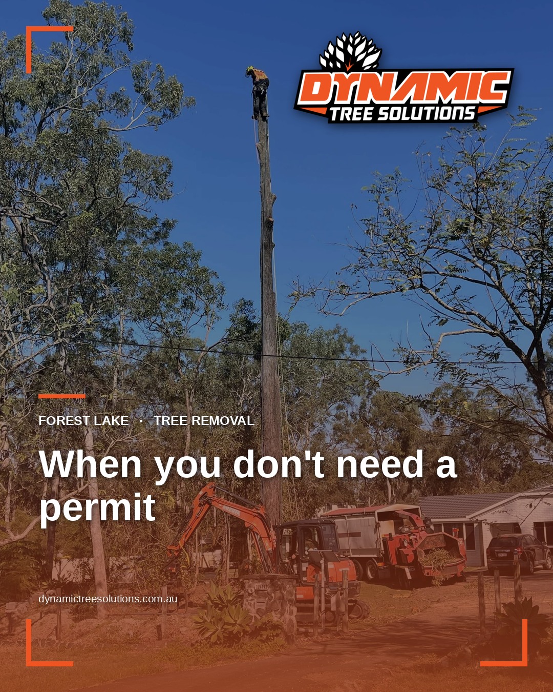 Brisbane Council Tree Removal: 5 Cases Where No Permit Is Needed Brisbane Council Tree Removal: 5 Cases Where No Permit Is Needed