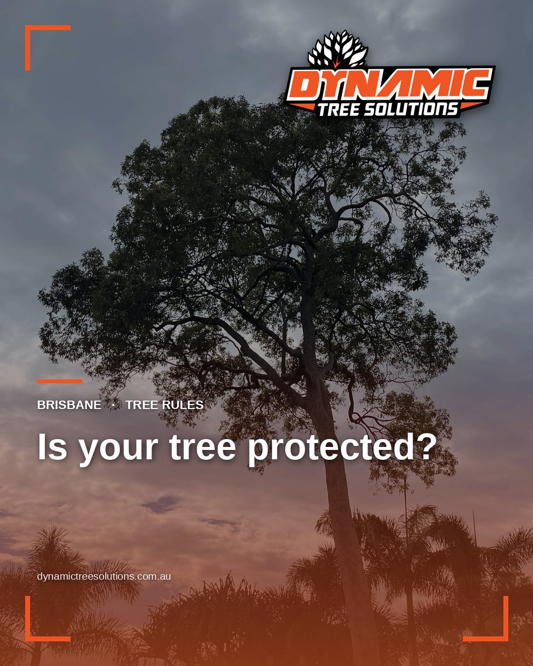 Tall mature gum rising above palms, the kind of tree to check against council maps before removal