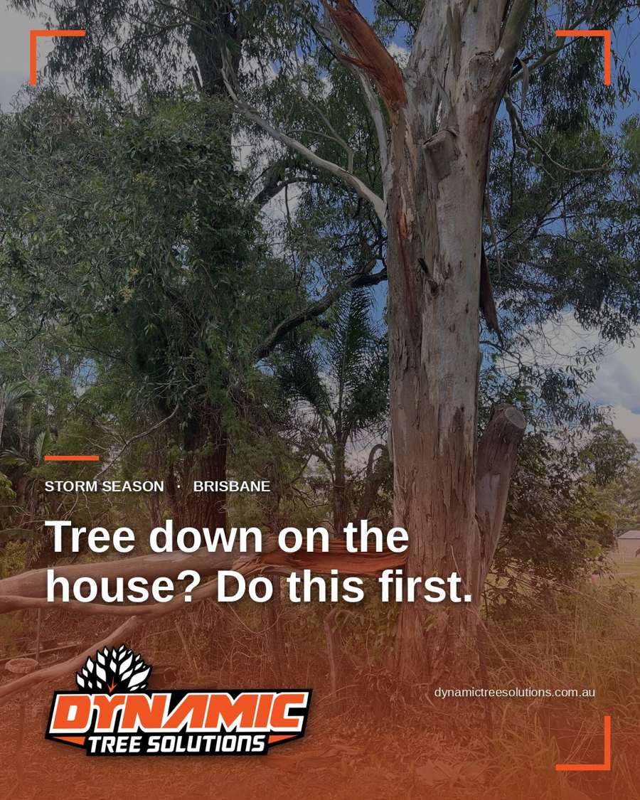 Storm-split gum with a torn limb in a south-east Queensland backyard