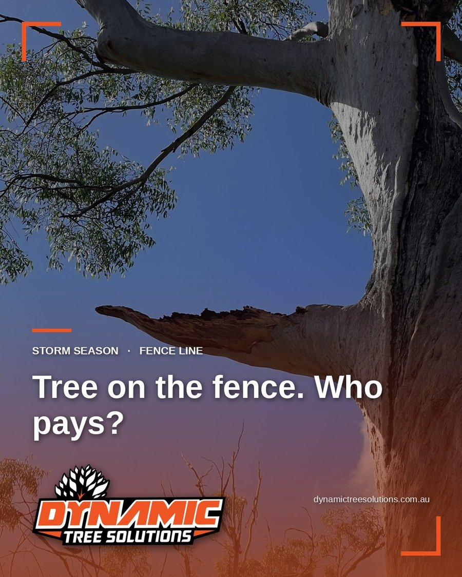 Snapped gum limb against a blue sky, Dynamic Tree Solutions storm season post on who pays when a tree falls on a fence