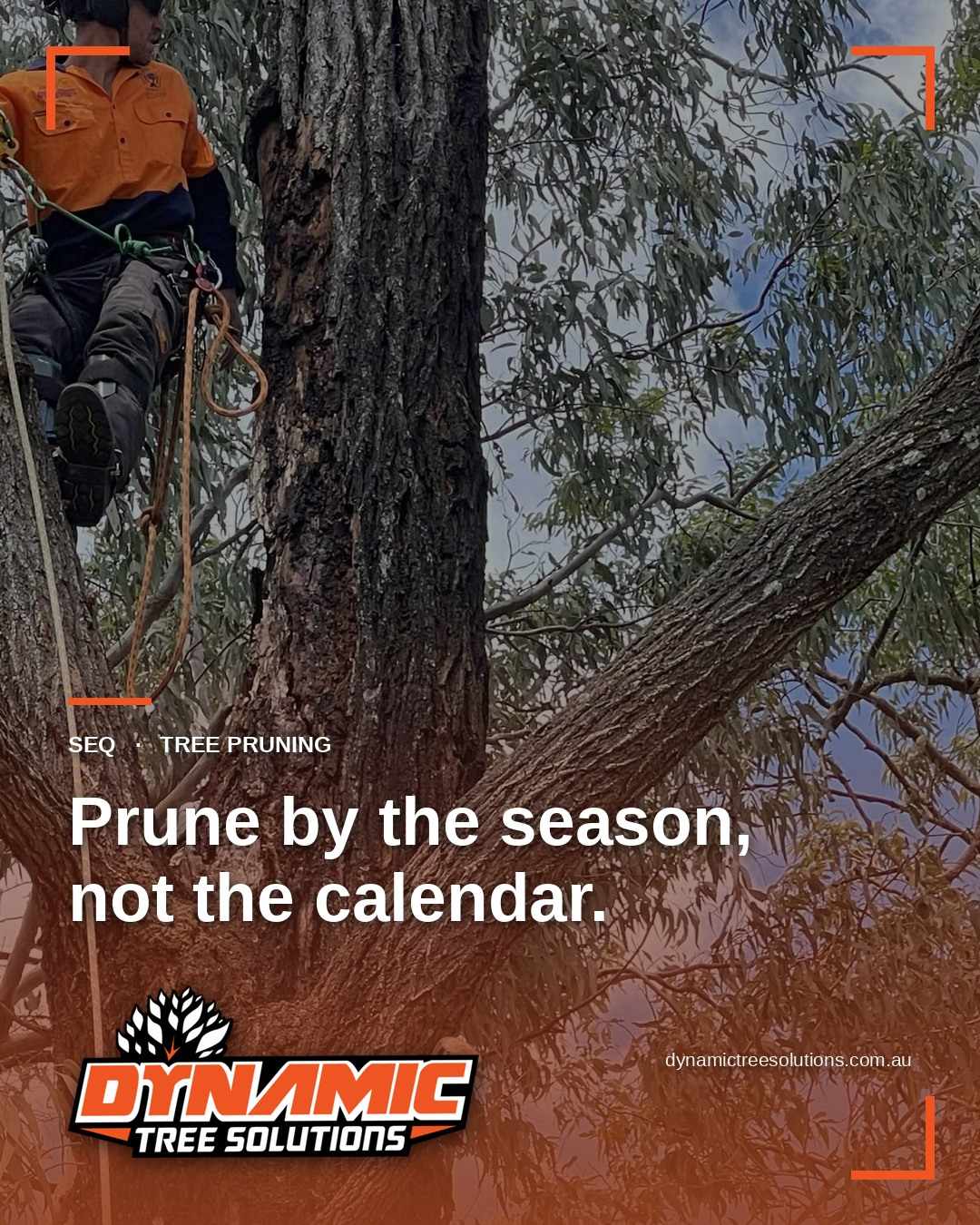 When to Prune Trees in Australia: SEQ Timing by Season