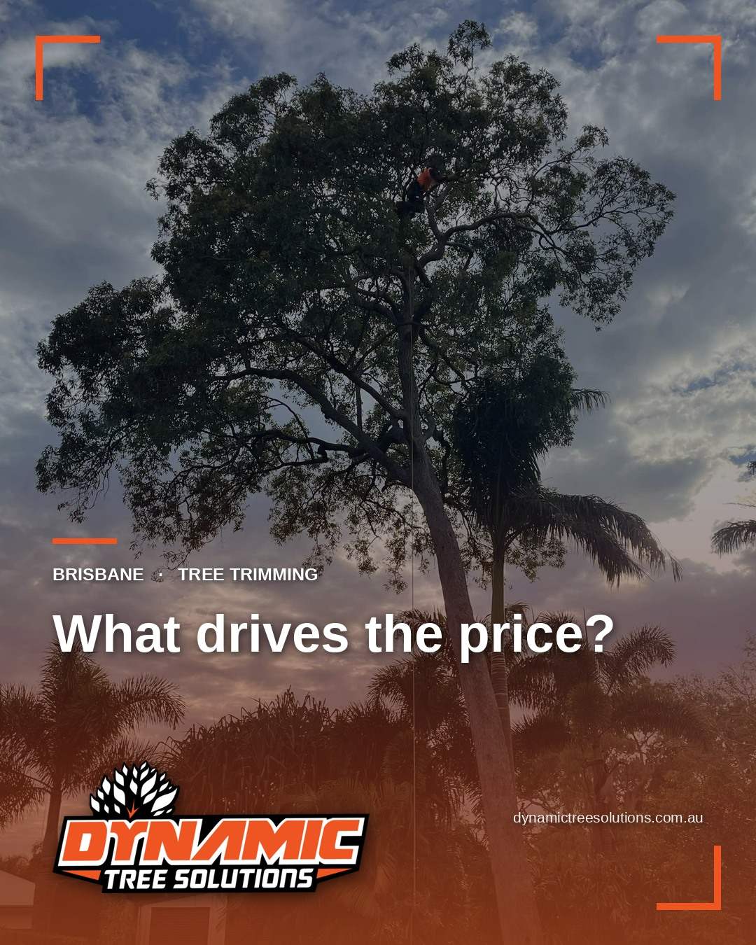 Tree Trimming Cost in Brisbane: What You'll Pay in 2026