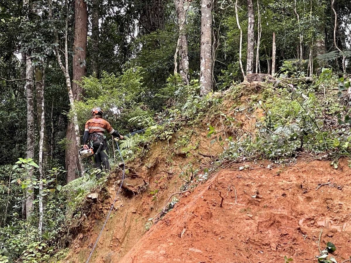 Climber in a tree above a red-clay landslip bank in the bush