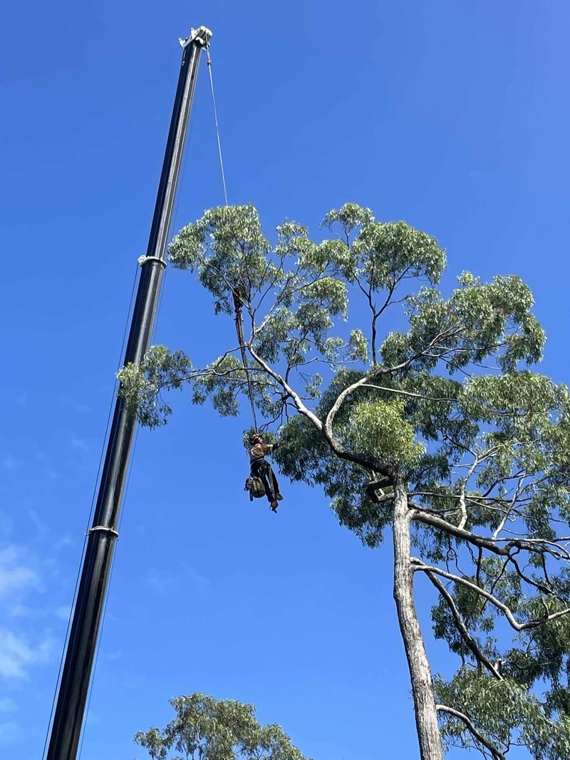 Crane lifting a gum limb with a Dynamic Tree Solutions climber roped in the canopy, Brisbane
