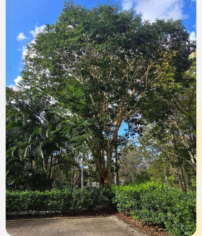 Large spreading shade tree over a hedge and driveway before a crown lift and thin, Brisbane