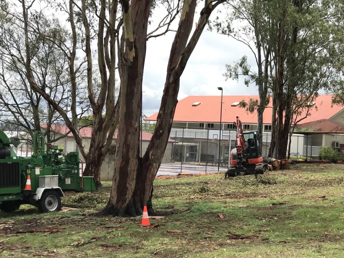 Chipper and excavator clearing beneath gum trees at a school