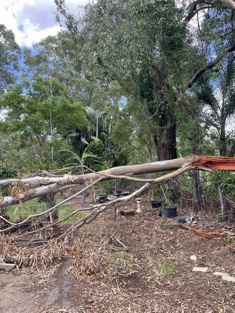 Snapped gum limb lying across a backyard after a storm, south-east Queensland