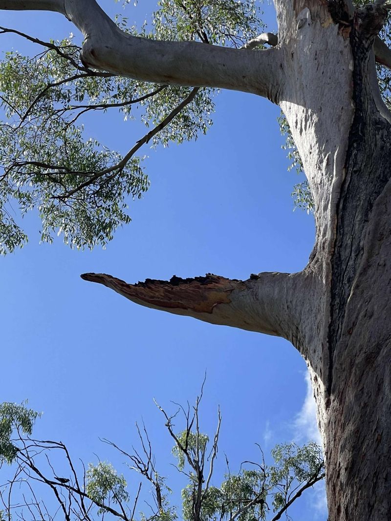 Snapped gum limb with torn, exposed timber at the break, photographed from below against a blue sky in south-east Queensland