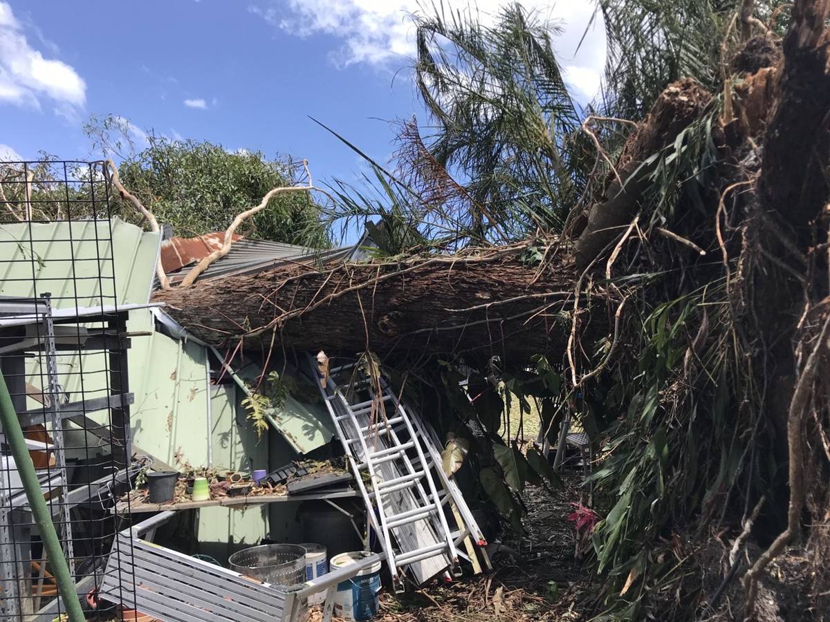 Storm-fallen tree with its root plate lifted, resting on a house roof