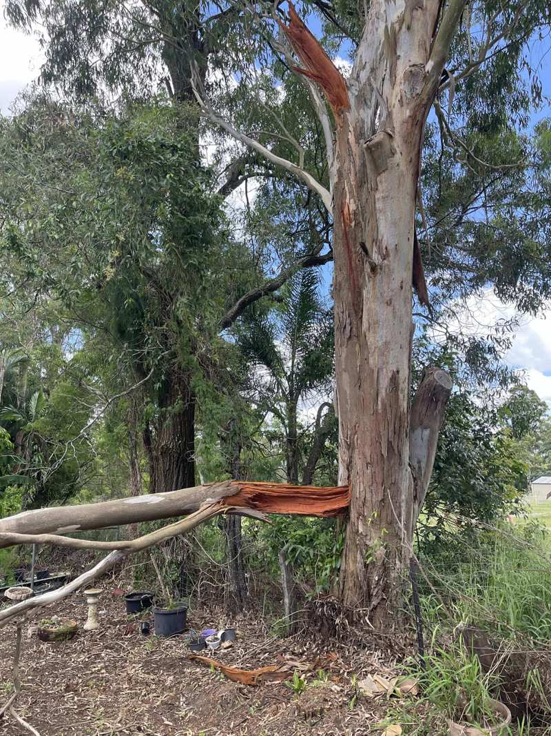 Gum tree with a large limb torn off and hanging after a storm, split running down the trunk