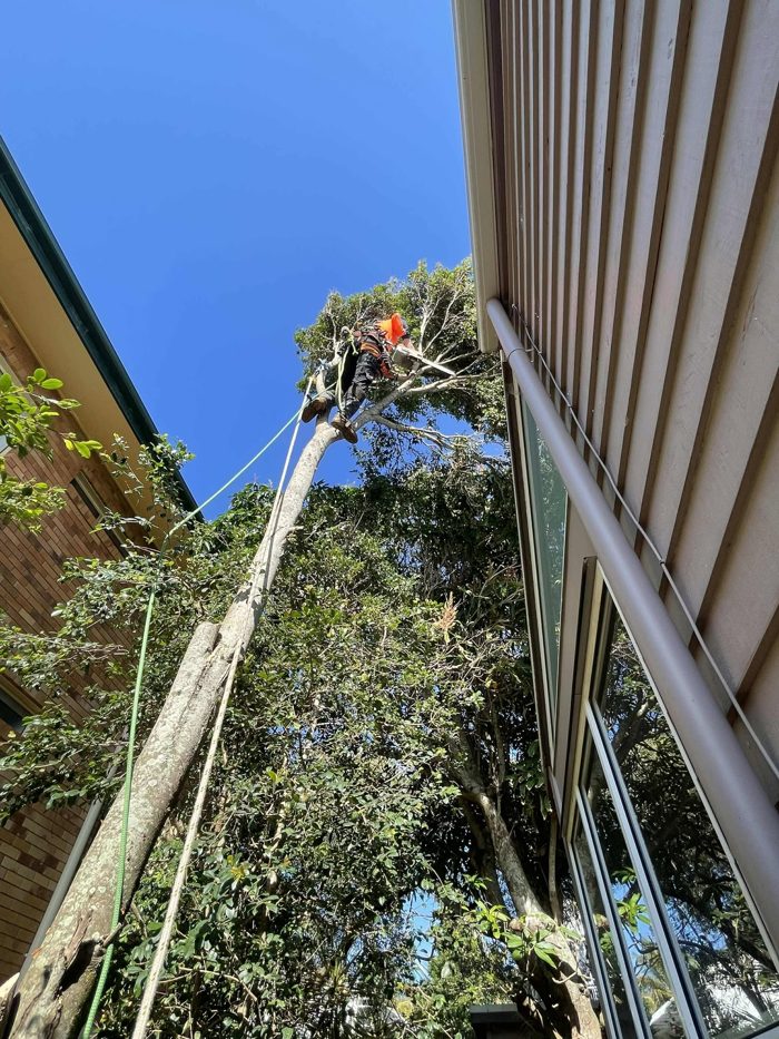 Arborist roped in a slender tree squeezed between a house awning and a brick wall, tight-access job in Brisbane