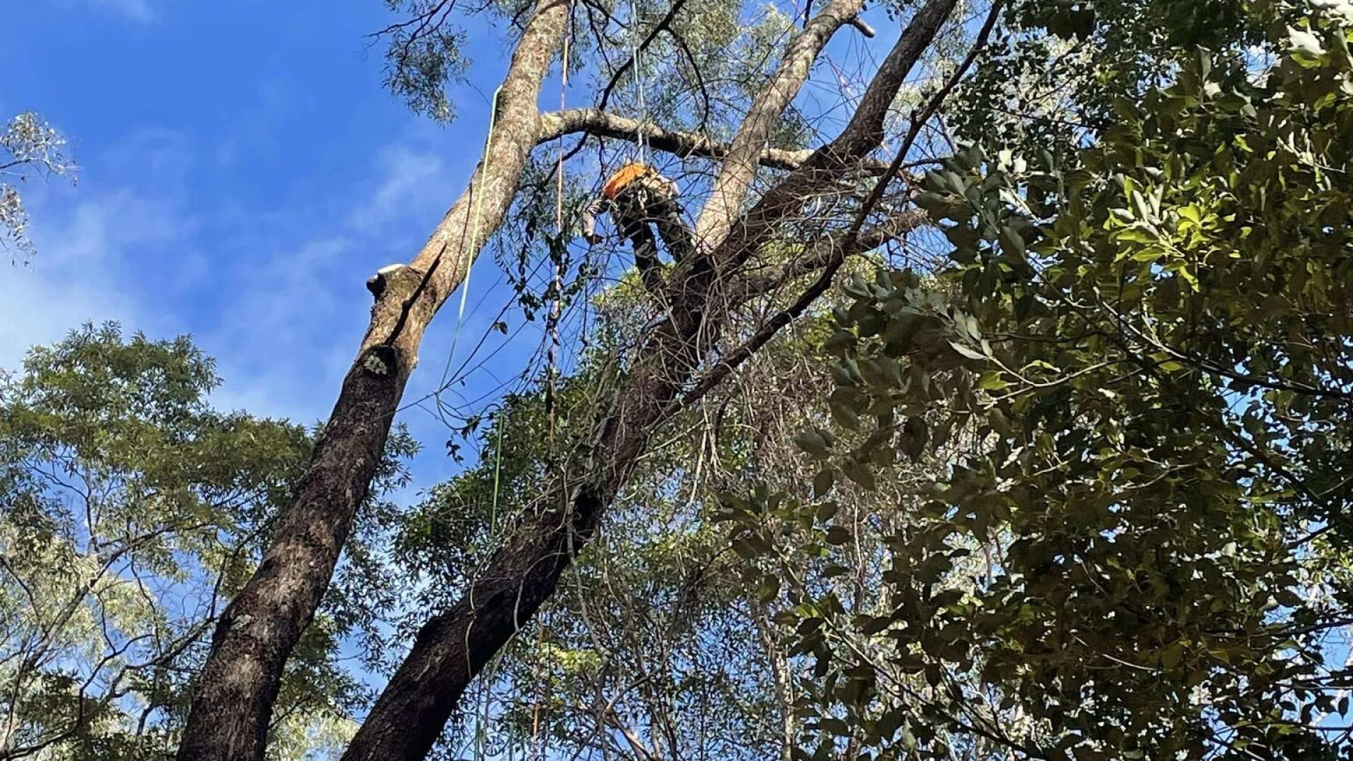 Cert 3 qualified climbing arborist from Dynamic Tree Solutions pruning a mature eucalyptus ironbark in New Beith.